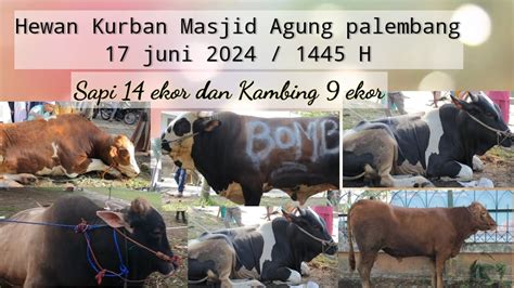 Hewan Kurban Sapi Dan Kambing Di Masjid Agung Palembang Juni