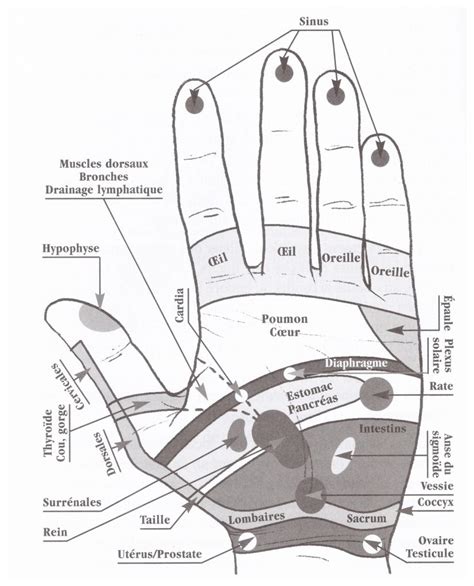 Reflexologie Palmaire Planche Des Mains