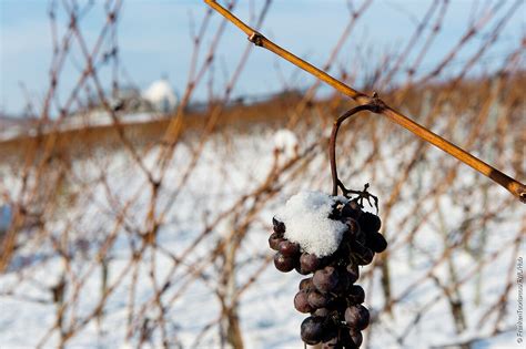 Weinbergsblog Eiswein Franken Wein Schöner Land