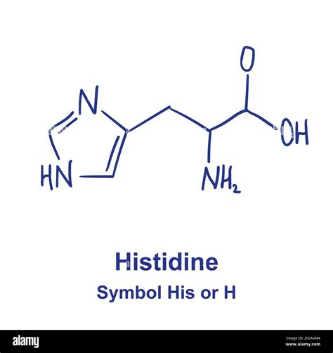 Histidine At Ph 7