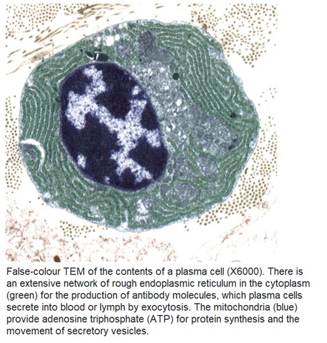 Plasma cells have no role in antibody production