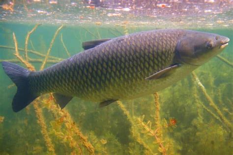 24 Most Popular Types of Carp