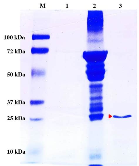 12 Sds Page Stained With Coomassie Blue M Molecular Marker Download Scientific Diagram