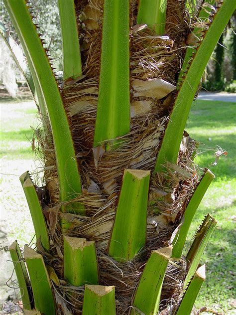 Ribbon Palm Tree Livistona Decipiens Kens Nursery