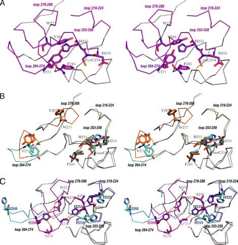 Structural Basis For Innate Immune Sensing By M Ficolin And Its Control