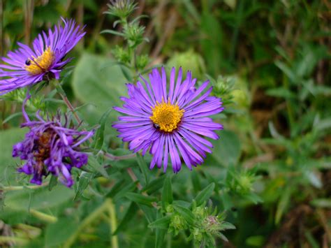 Symphyotrichum novae-angliae (New England Aster)