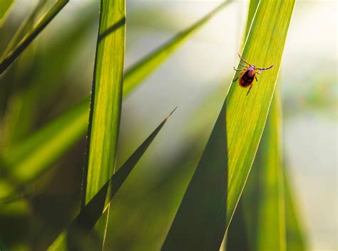 Maladie de Lyme attention aux tiques cet été Verdictsante ca