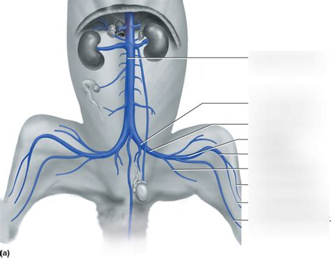 Inferior Ventral Cat Vessels Diagram Diagram Quizlet