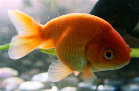 Goldfish Care - Types | Pictures | Diseases and Treatment: Ranchu ...