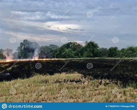 Air Pollution Due To Burning Agriculture Waste In Fields Stock Image ...