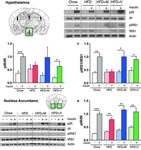 Antibiotic Treatment Ameliorates Hfd Induced Insulin Resistance In The