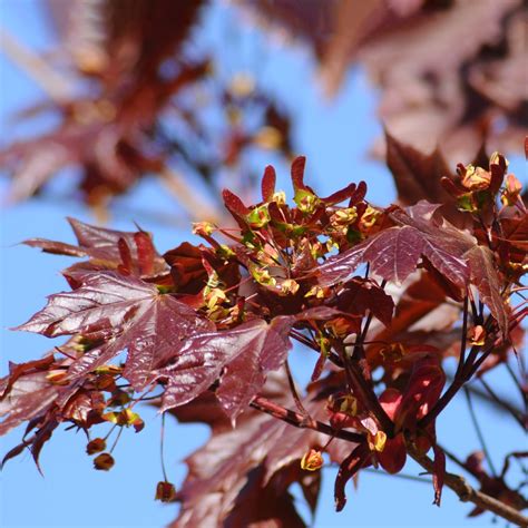 Acer Platanoides Crimson King Picturethis