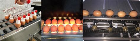 Egg Grading Machine | Egg Processing Machines Supplier