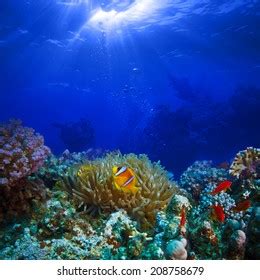 Ocean Full Life Underwater Coral Reef Stock Photo (Edit Now) 208758679