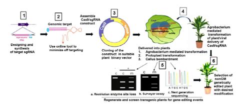 The Process Of Genome Editing Crispr A Commonly Used Modern Editing