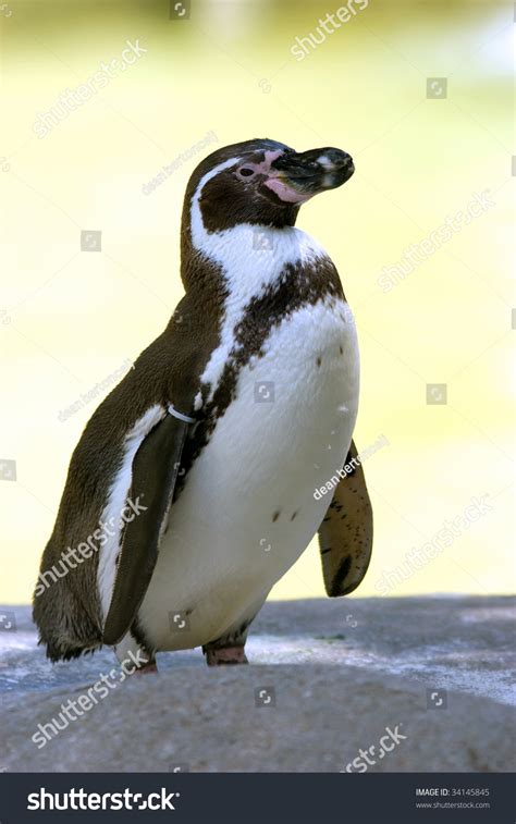 Small Penguin Stock Photo 34145845 : Shutterstock