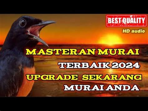 Masteran Murai Batu Terbaik Full Variasi Tembakan Mewah