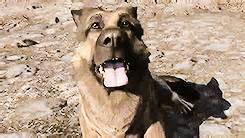 Dogmeat | Dogmeat | Know Your Meme