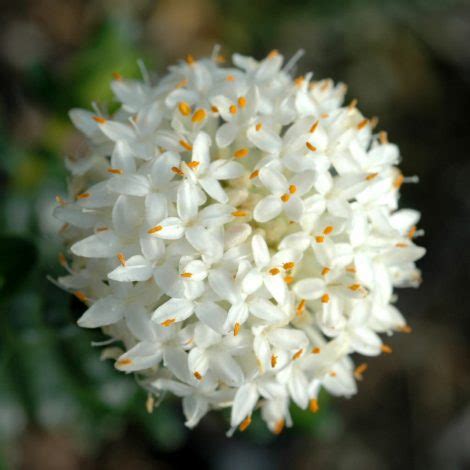 Rice Flower | Pimelea ferruginea alba - Native Plant Project