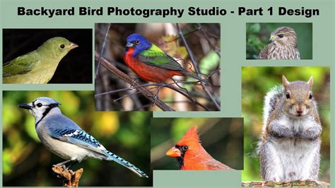 How To Make A Backyard Bird Photography Studio Part Youtube