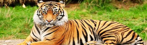 Bengal Tiger, Bengal Tiger India, Royal Bengal Tiger, Indian Bengal ...