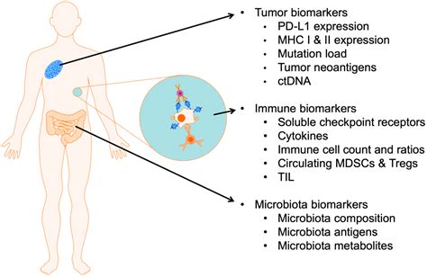 Life Free Full Text The Tumor And Host Immune Signature And The