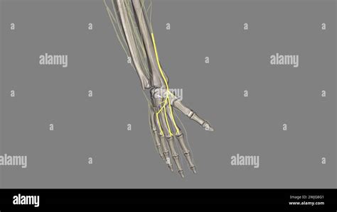 Nervo Radiale Superficiale Fotos Und Bildmaterial In Hoher Aufl Sung
