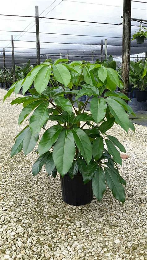 Schefflera Actinophylla Amate Umbrella Tree Plantvine