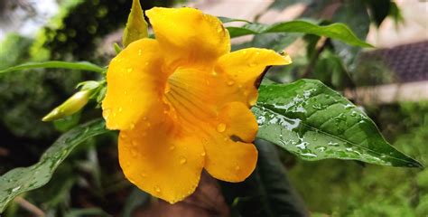 黃蟬Allamanda schottii Allamanda schottii comúnmente conoci Flickr