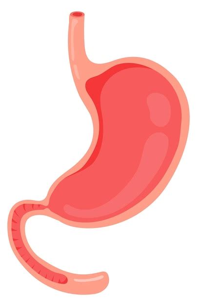 Premium Vector Empty Stomach Cartoon Human Organ Medical Illustration