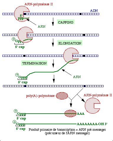 Transcription et traduction Transcription Planche de synthèse