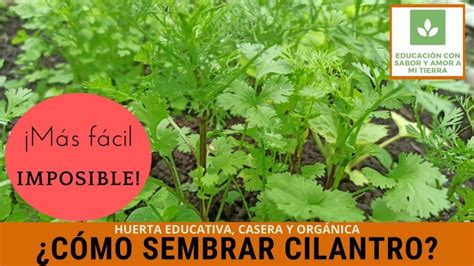 Como Sembrar Cilantro En Huerto Casero Colombia Verde