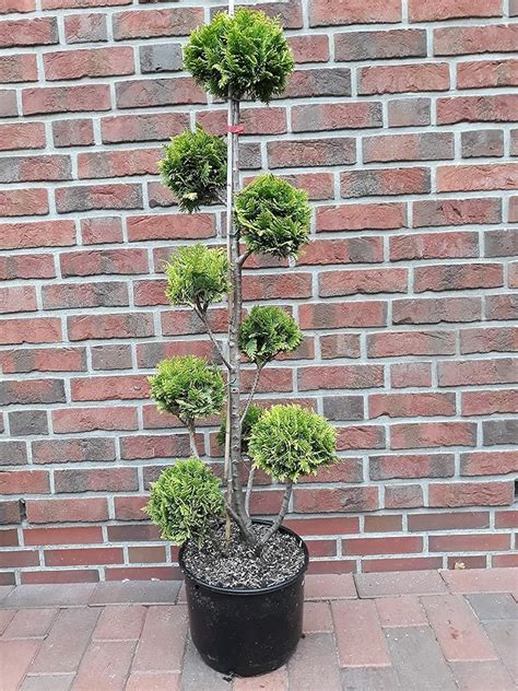 Bonsai Zypresse H He Cm Chamaecyparis Lawsoniana Stardust