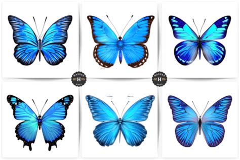 Butterfly Collection Graphic By Hassas Arts Creative Fabrica