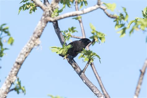 Small Ground Finch At Santa Fe S A Small Ground Finch Flickr