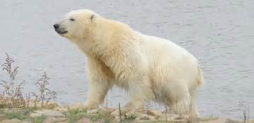 Yorkshire Wildlife Park welcomes new polar bear | News | YWPF