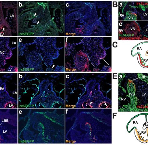 Expression Pattern Of Irx3 And Irx5 During Heart Development