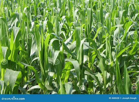 Maize Or Corn Farm Field Plants Royalty Free Stock Photos - Image: 468658