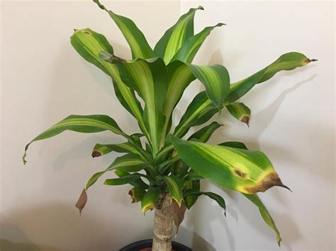 Indoor Plant Leaves Tips Turning Yellow Brown Plantclinic