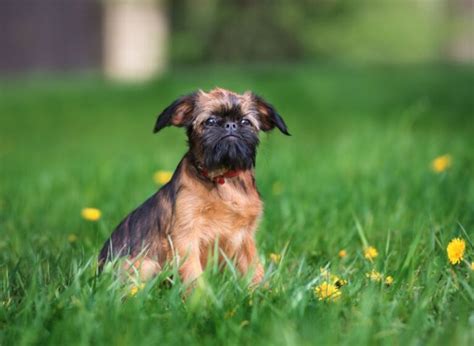 13 Brussels Griffon Mixes: Wonderful Little Waggers!