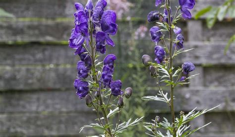 Wolfsbane Flower – Monkshood Facts & Growing Tips – Gardendi