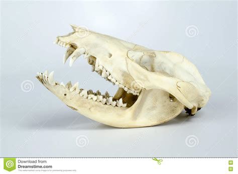 Opossum Skull Taxidermy Stock Photo Image Of Carnassial 80683928