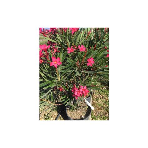 Oleandro Nerium Oleander 3 Piante Di Vari Colori In Vaso 9 Cm