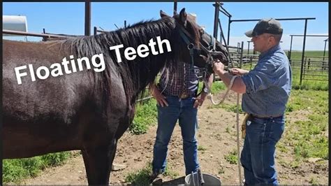 Floating Horse Teeth | The Horse DENTIST | Horse Care