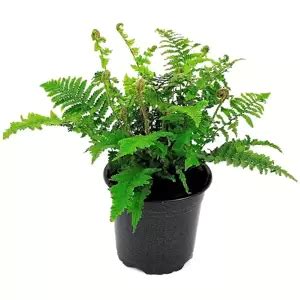 Dryopteris Affinis Crispa Gracilis 15cm Cowell S Garden Centre