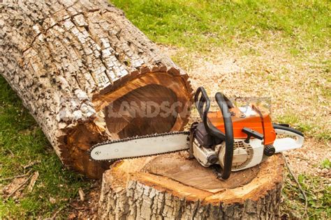 How To Safely And Correctly Cut Down A Tree With A Chainsaw Best