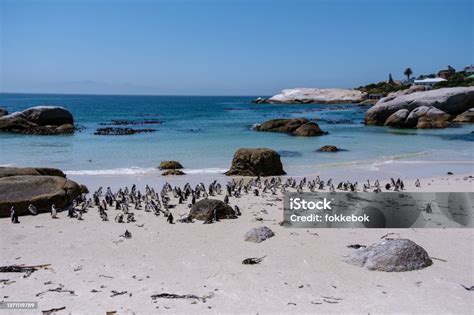 Foto de Boulders Beach Em Simons Town Cidade Do Cabo África Do Sul