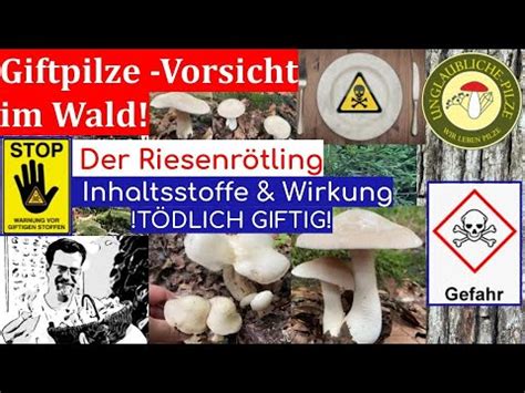 Der Riesenrötling Vorsicht im Wald Giftpilze im Porträt Sicher