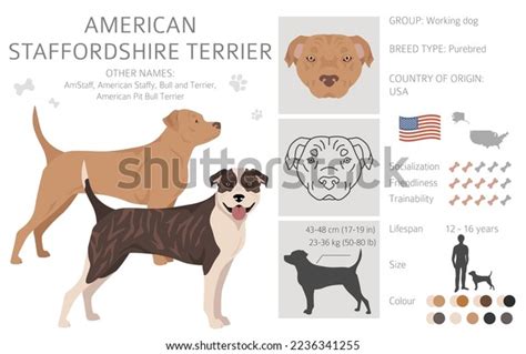 American Staffordshire Terrier Clipart Coat Colors Stock Vector ...