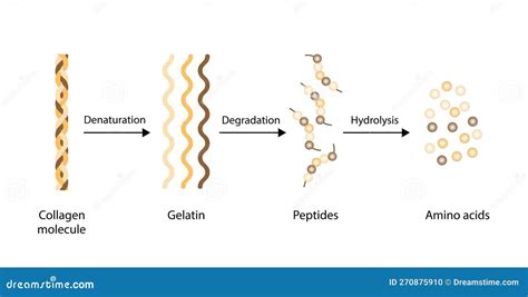 Collagen Digestion Denaturation Degradation Collagen Digestion